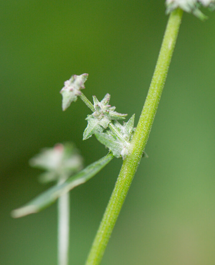 Svinemelde (Atriplex patula)