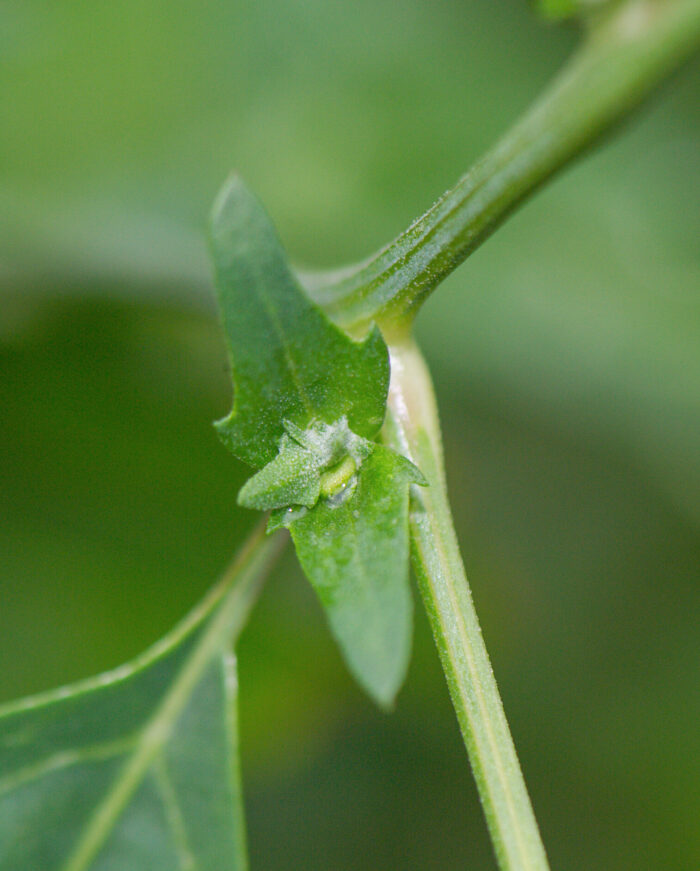 Svinemelde (Atriplex patula)