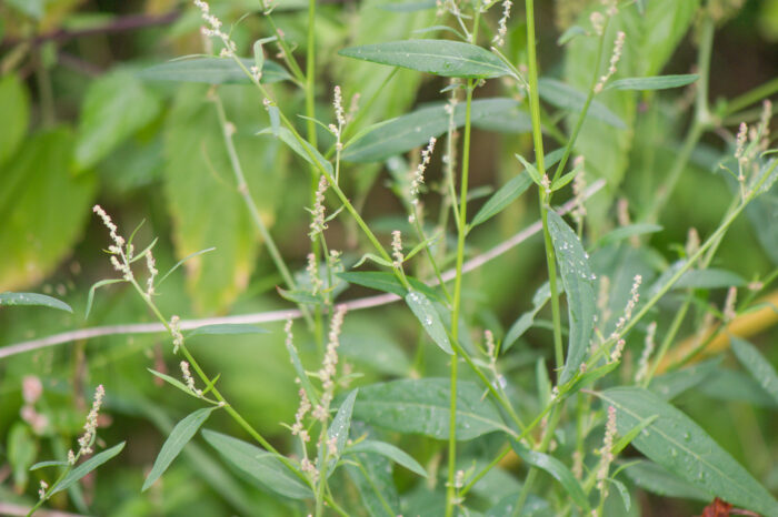 Svinemelde (Atriplex patula)