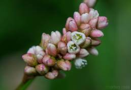 Hønsegress (Persicaria maculosa)