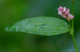 Hønsegress (Persicaria maculosa)