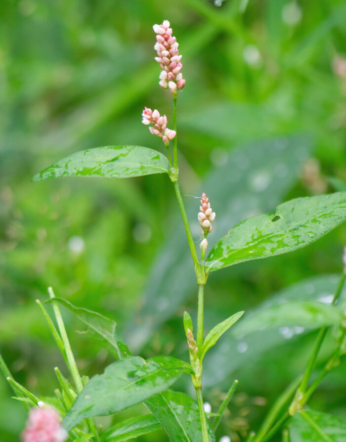 Hønsegress (Persicaria maculosa)