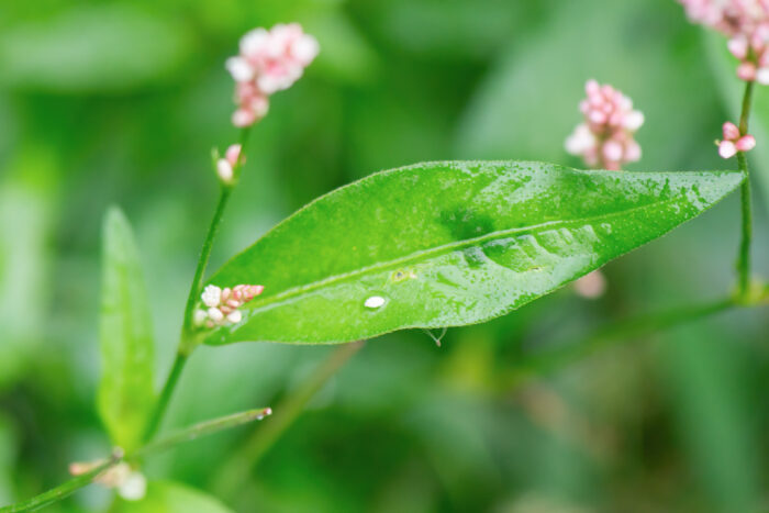 Hønsegress (Persicaria maculosa)