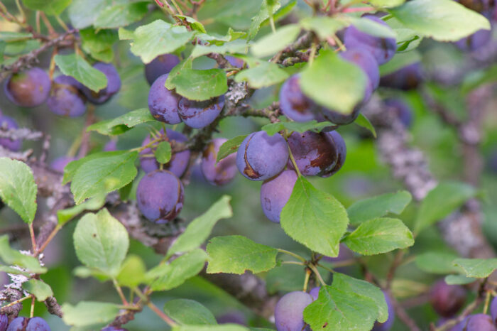 Plomme (Prunus domestica)