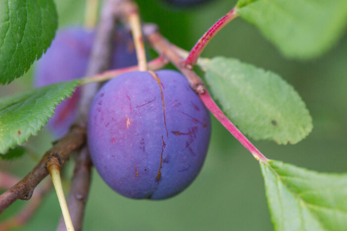 Plomme (Prunus domestica)