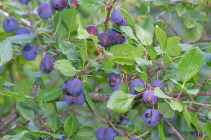 Plomme (Prunus domestica)