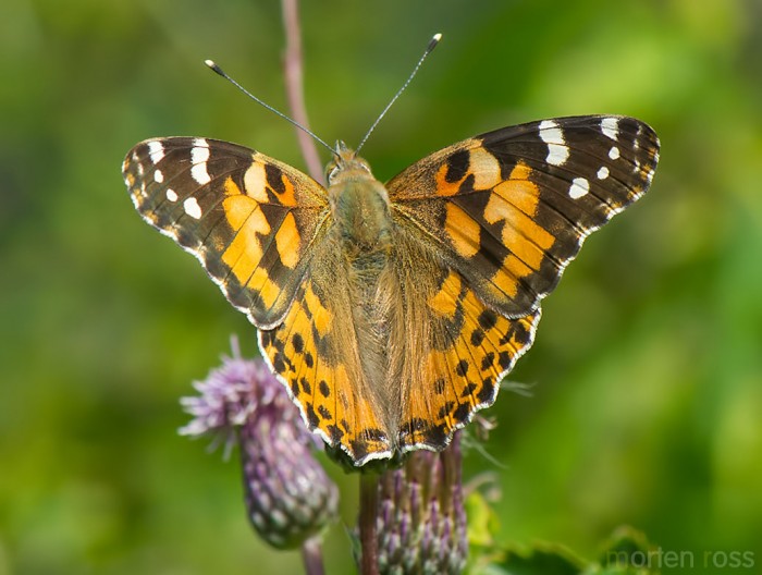 Tistelsommerfugl (Vanessa cardui)