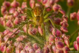 Myredderkopp (Dolomedes fimbriatus)