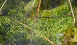 Gytjeblærerot (Utricularia intermedia)