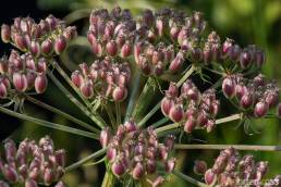 Melkerot (Peucedanum palustre)