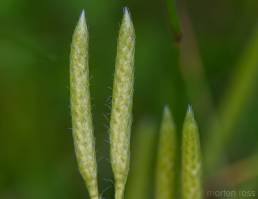 Myk kråkefot (Lycopodium clavatum)