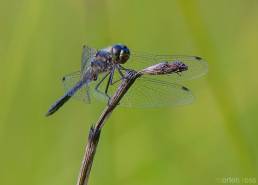 Svart høstlibelle (Sympetrum danae)