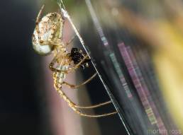 Kjeveedderkopp (Tetragnatha sp.)