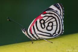 Candrena Eighty-eight (Diaethria candrena)