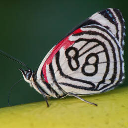 Candrena Eighty-eight (Diaethria candrena)