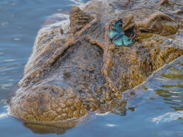 Broad-Snouted Caiman (Caiman latirostris)