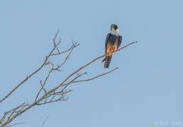 Bat Falcon (Falco rufigularis)