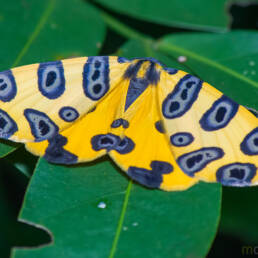 Leopard Moth (Pantherodes pardalis)