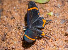 Basilis Metalmark (Barbicornis basilis)