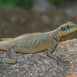 Amazon Lava Lizard (Tropidurus torquatus)