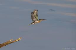 Green Kingfisher (Chloroceryle americana)