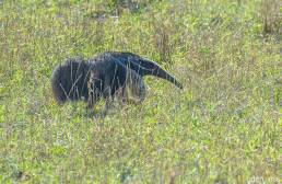 Giant Anteater (Myrmecophaga tridactyla)