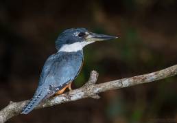 Ringed Kingfisher (Megaceryle torquata)