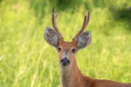 Marsh Deer (Blastocerus dichotomus)