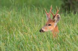 Marsh Deer (Blastocerus dichotomus)