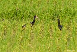 Bare-faced Ibis (Phimosus infuscatus)