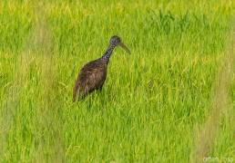 Limpkin (Aramus guarauna)