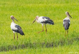 Maguari Stork (Ciconia maguari)