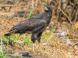 Great Black Hawk (Buteogallus urubitinga)