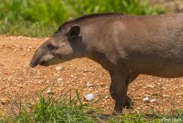 Lowland tapir (Tapirus terrestris)