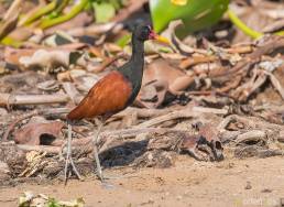 Wattled Jacana (Jacana jacana)