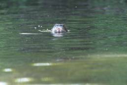 Giant Otter (Pteronura brasiliensis)