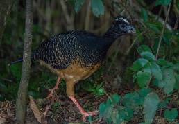 Bare-faced Curassow (Crax fasciolata)