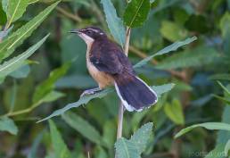 Black-capped Donacobius (Donacobius atricapilla)