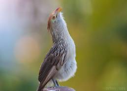 Guira Cuckoo (Guira guira)