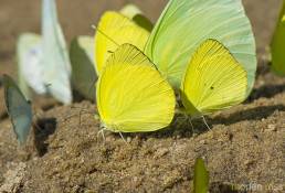 Leuce Yellow (Pyrisitia leuce)