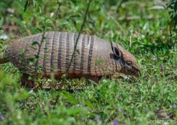 Six-Banded Armadillo (Euphractus sexcinctus)