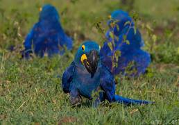 Hyacinth Macaw (Anodorhynchus hyacinthinus)