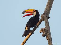 Toco Toucan (Ramphastos toco)