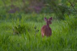 Gray Brocket (Mazama gouazoubira)