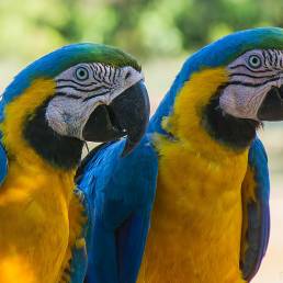 Blue-and-yellow Macaw (Ara ararauna)