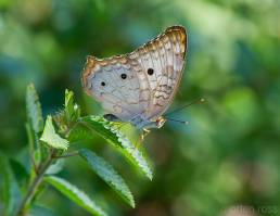 White Peacock (Anartia jatrophae)