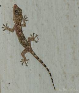 Pantanal Gecko 01