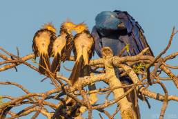 Guira Cuckoo (Guira guira)