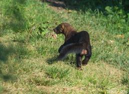 Tayra (Eira barbara)