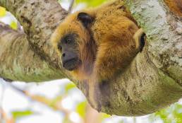 Black and Gold Howler (Alouatta caraya)